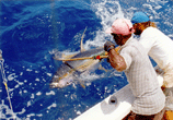 
- Yellowfin Tuna
- Place: Latham Island
- Boat: Kelly II
- Skipper: Maddalena Martinengo
- Captain: Jason Alexiou
- Mate: Habbasi, Bernard